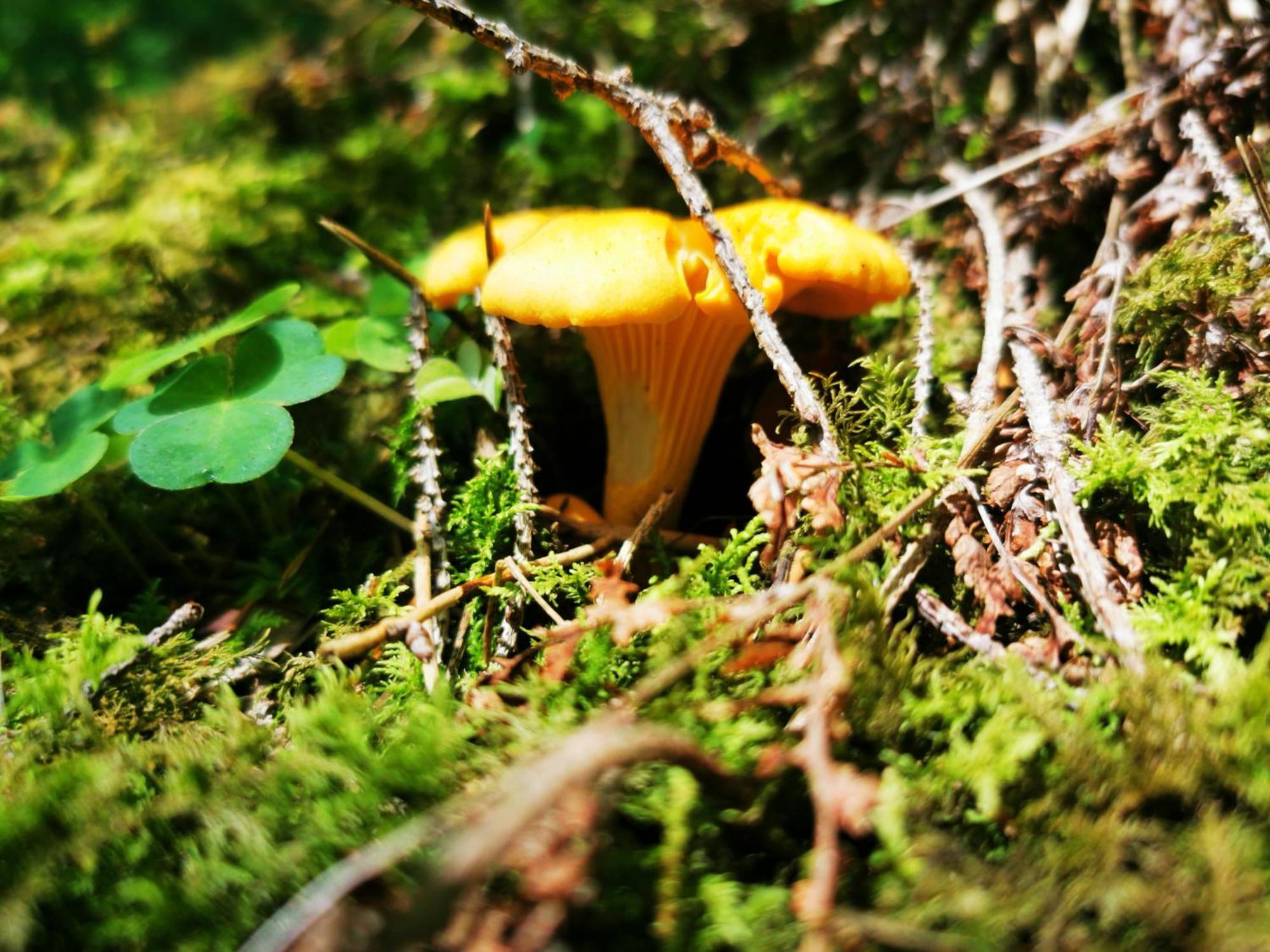 Miuti Triberg im Schwarzwald